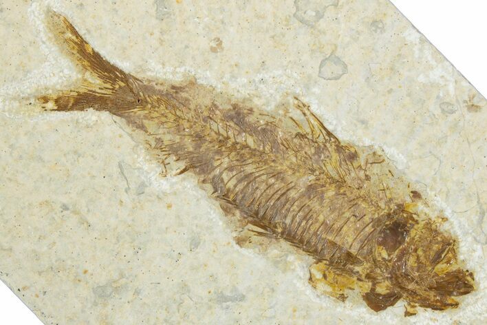Bargain, Fossil Fish (Knightia) - Wyoming #345445